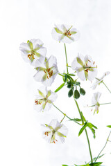 Poster - white geranium on the white