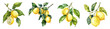 © PNGSTOCK - Lemon, lemon branch, set of lemons on a transparent background