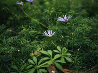 flower in the garden