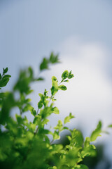 Wall Mural - green leaves against blue sky