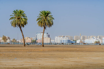 Two palms in the desert with the city panorama of Jeddah, Saudi Arabia, with the modern architecture buildings and residential area, Middle East.
