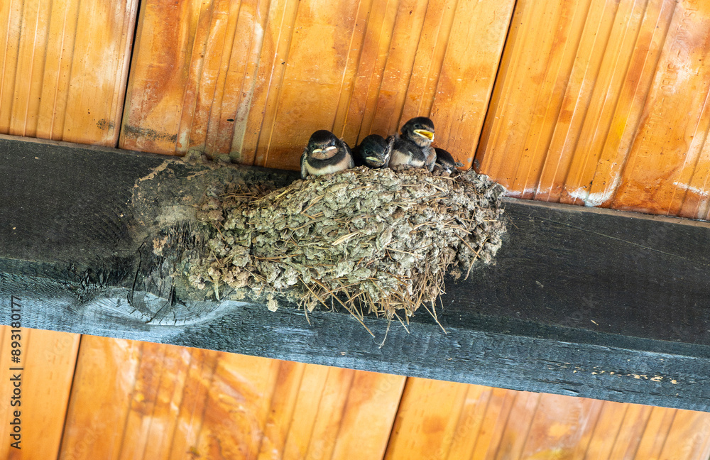 Baby birds, swallow chicks in nest under a wooden roof beam. The chicks ...