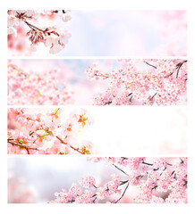 Aufkleber - Set of horizontal banner with sakura flowers of white and pink colors. Collection of beautiful nature spring background with a branch of blooming sakura. Hanami time in Japan