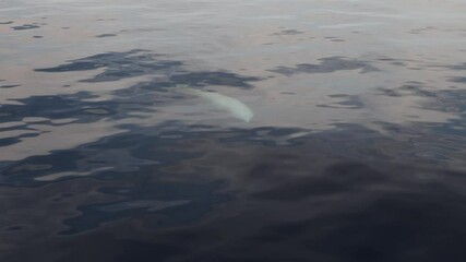 Wall Mural - cuvier beaked whale approaching the boat on sea surface, ultra rare to see adult male breathing sound