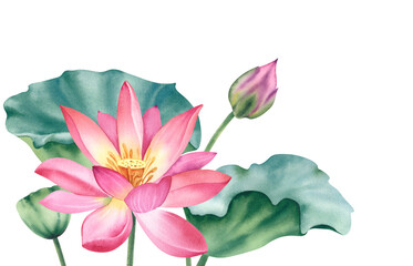 Wall Mural - Watercolor pink lotuses on a white background. Water lilies are hand painted. A composition with a lotus. A template for the design of postcards, invitations, and fabrics.