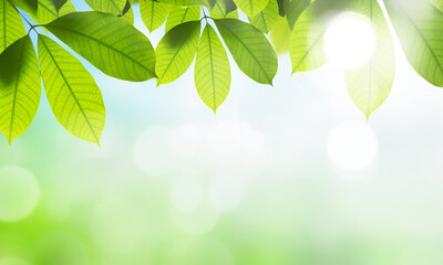 Wall Mural - fresh green leaves on blurred greenery background with bokeh effect