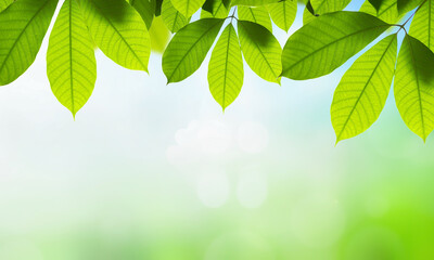 Wall Mural - fresh green leaves on blurred greenery background with bokeh effect