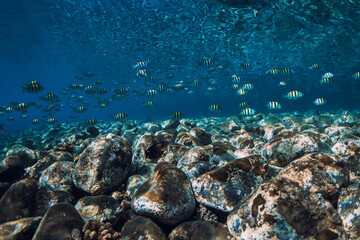 Wall Mural - Underwater ocean with stones bottom and school of fish. Sun ray underwater in blue ocean in Bali