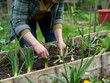 © Paulius - Empowering Women in Gardening: Cultivating Garlic on a Raised Bed
