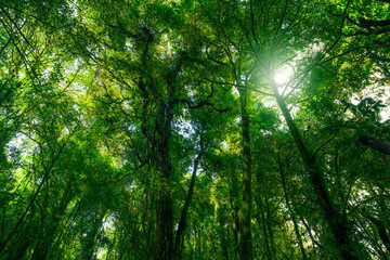 Wall Mural - looking up view of tree trunk to green leaves of tree in forest with sun light. fresh environment in