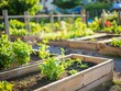 © Paulius - Cultivating Connections: A Hands-On Lesson in Gardening for Kids at the Community Kitchen Garden