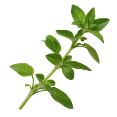 Wall Mural - A fresh sprig of marjoram on transparent background