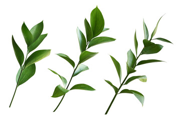 Wall Mural - set of ruscus twigs with green leaves isolated on white or transparent background