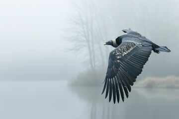 Sticker - Black Vulture in flight over water foggy morning