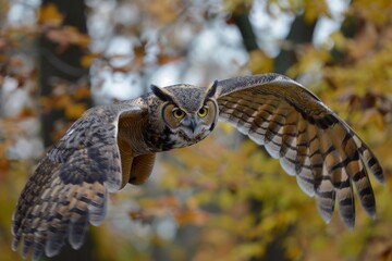 Poster - Great Horned Owl taking flight, flying