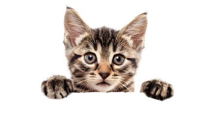 Kitten holding blank banner isolated on transparent background