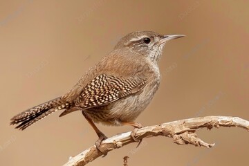 Wall Mural - House Wren male