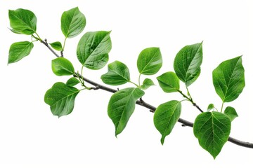 Isolation of a branch with green leaves on a white background, fresh grass, herb illustration, decorative plant, natural floral design, organic nature sign, agriculture symbol, ecology icon.