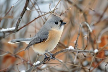 Wall Mural - Tufted Titmouse