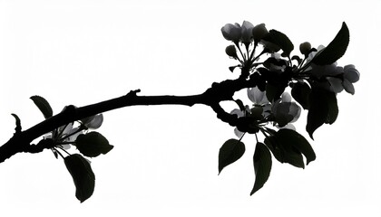 Poster - blossoming apple tree branches silhouette on white