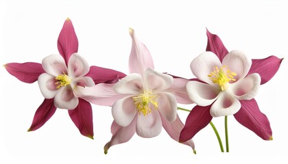 Wall Mural - pink white aquilegia isolated on a white background