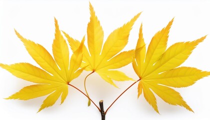 Poster - yellow japanese maple tree leaves acer palmatum isolated on a white background