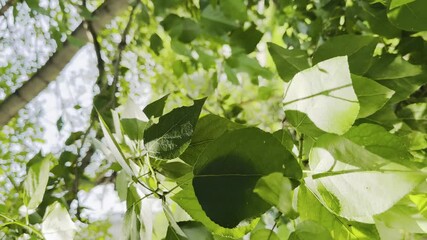 Wall Mural - A tree with green leaves is in the foreground