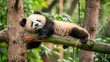 © sobartea - Cute Panda Relaxing on a Tree Branch