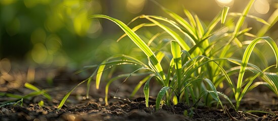 Poster - Close up photo of Panic grass or Panicum on the ground shot with natural light highlighting selective focus. with copy space image. Place for adding text or design