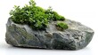 © Umi Sakina - Green Moss and Succulents on a Stone