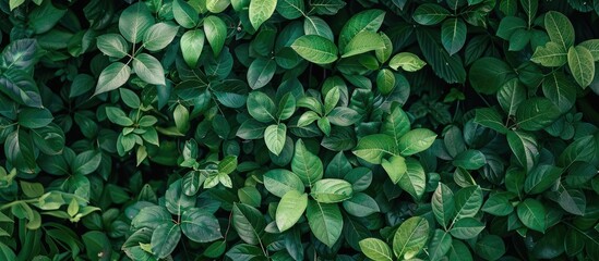 Aufkleber - A backdrop of lush green foliage with small leaves ideal for a picturesque copy space image