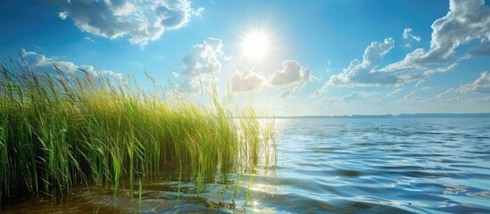 Wall Mural - Scenic view of reeds by serene ocean under blue sky with clouds perfect as a copy space image