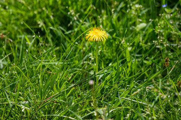 Bright green spring blooming nature of flowers and trees.