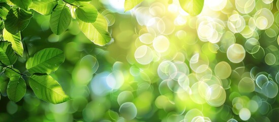 Leinwandbilder - Blurred nature backdrop with bokeh for creative designs Green leaves bokeh background from forest with spring elements and natural light in blur style featuring copy space image