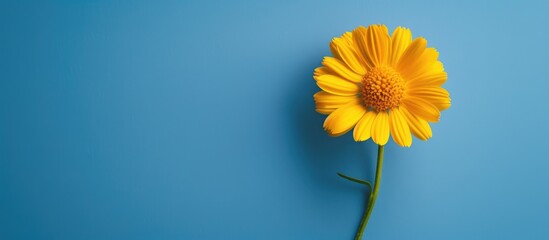 Poster - Isolated yellow calendula flower on a blue backdrop with copy space image