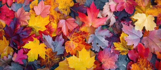 Poster - Autumn approaches bringing its vibrant array of seasonal images and colors to the fore ideal for a copy space image