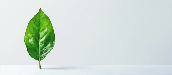 Fototapete - Green leaf standing alone on a white backdrop with ample copy space image
