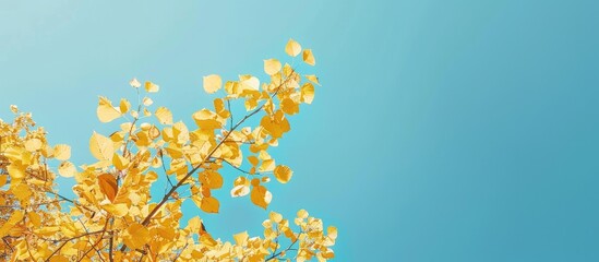 Poster - A scenic view of yellow leaves set against a clear blue sky in a copy space image