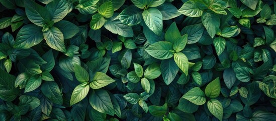Aufkleber - A backdrop of lush green foliage with small leaves ideal for a picturesque copy space image