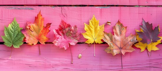 Wall Mural - Colorful autumn leaves arranged on a pink wooden surface creating an eye catching setting for a copy space image