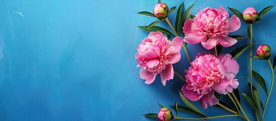 Fototapete - Pink peonies arranged in a floral composition on a blue backdrop for occasions like Mother s Day Seasonal blooms with a spring and summer theme provided allowing for a copy space image