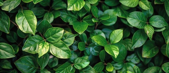 Aufkleber - Background with lush green leaves providing copy space image