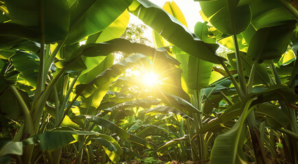 Poster - Banana forest, scorching sun, clear leaf and stem veins, comfortable. Generative AI.