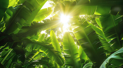 Poster - Banana forest, scorching sun, clear leaf and stem veins, comfortable. Generative AI.