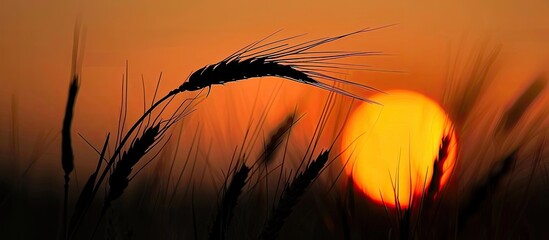 Aufkleber - A single ear of wheat set against a sunset backdrop is captured in a dark exposure with ample copy space image.