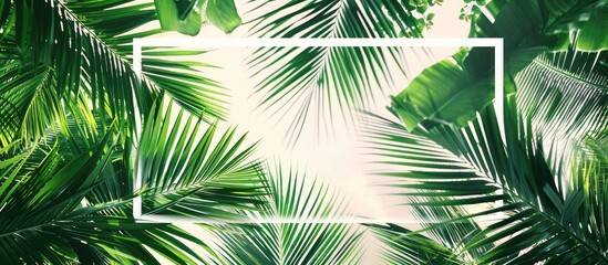 Poster - Coconut tree background with a white frame, featuring soft green lighting for a banner template with a square coconut frame and copy space image.