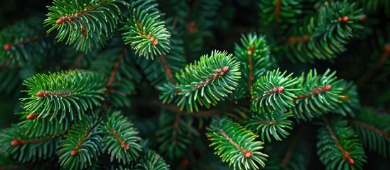 Poster - Nature inspired green spruce needles add natural hues to a copy space image