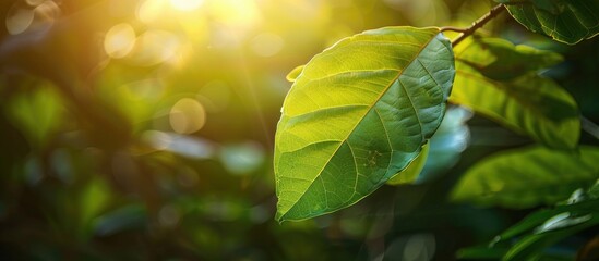 Aufkleber - Green leaf with sunlight in garden surrounded by natural greenery offering a stunning nature view for a fresh wallpaper concept with copy space image available