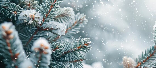 Poster - Close up of snow covered coniferous branches creating a winter Christmas abstract background with copy space image