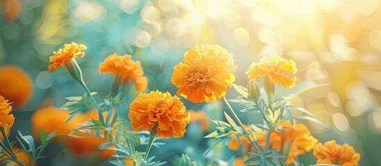 Aufkleber - Marigold flowers blooming beautifully in the garden adding vibrant color to the surrounding with copy space image